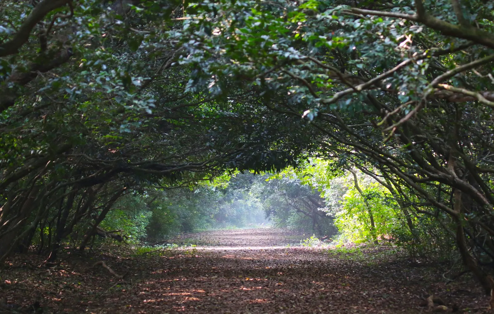 Bhitarkanika, Odisha